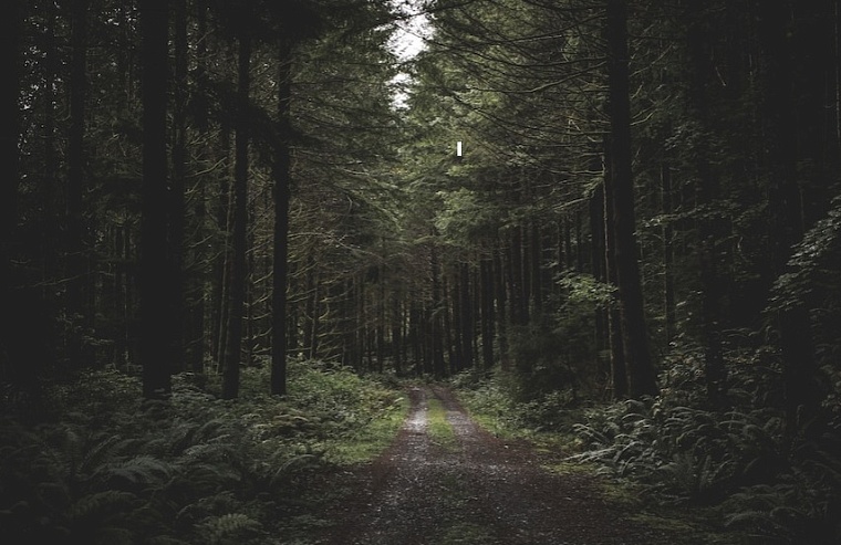 Пожилую тюменку нашли в нижнетавдинском лесу