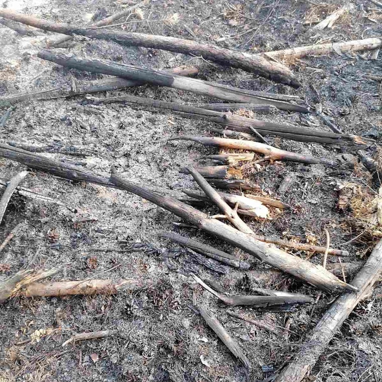 В Тюменском районе неизвестные умышленно подожгли лес в нескольких местах