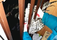 Тобольские пожарные спасли застрявшую в балконном проеме сову