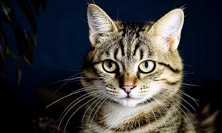 Неизвестный оставил на морозе пакет с котом и кошкой в Тюмени