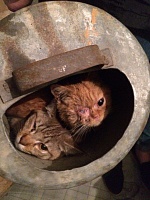 Три десятка породистых кошек в Тюмени спасли от голодной смерти