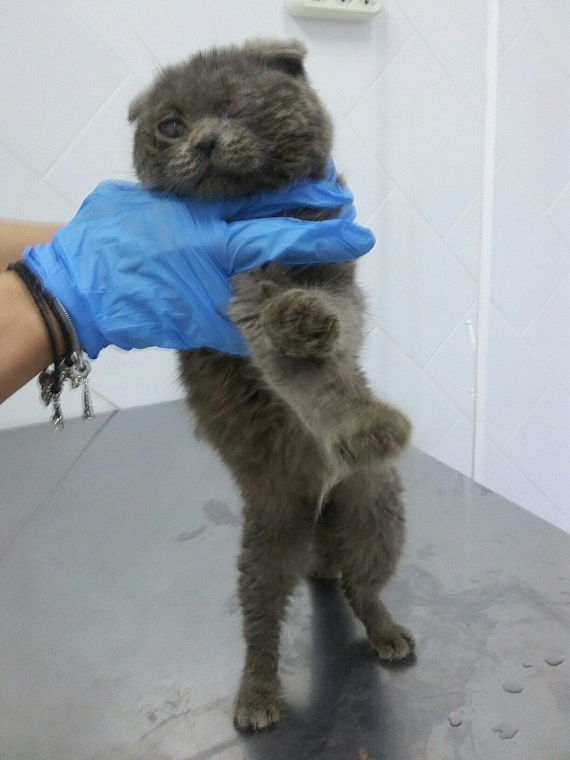 Три десятка породистых кошек в Тюмени спасли от голодной смерти