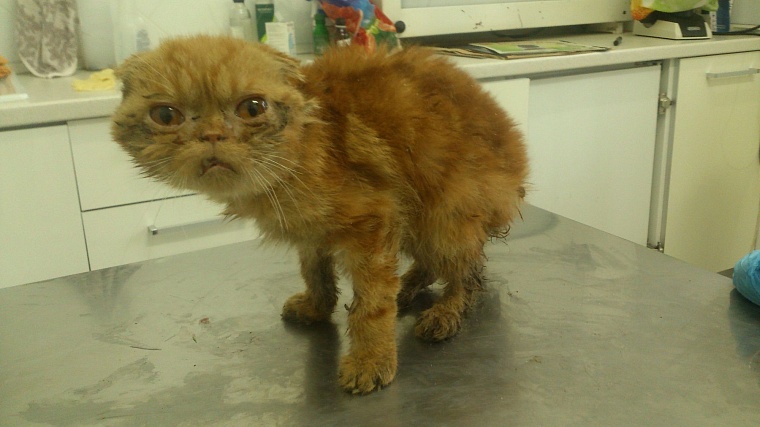 Три десятка породистых кошек в Тюмени спасли от голодной смерти