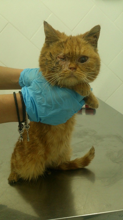 Три десятка породистых кошек в Тюмени спасли от голодной смерти