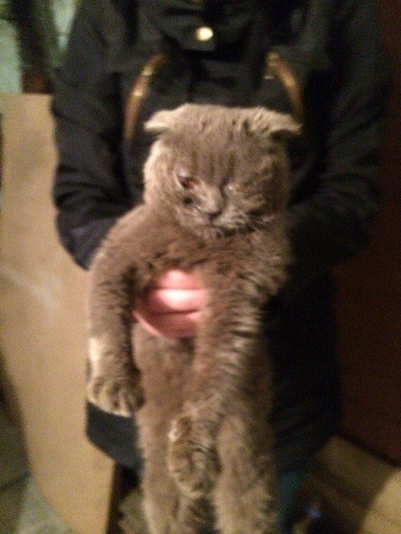 Три десятка породистых кошек в Тюмени спасли от голодной смерти