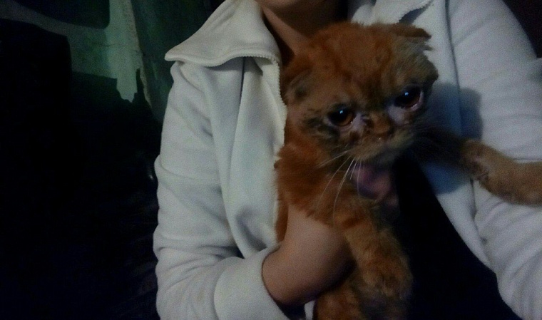 Три десятка породистых кошек в Тюмени спасли от голодной смерти