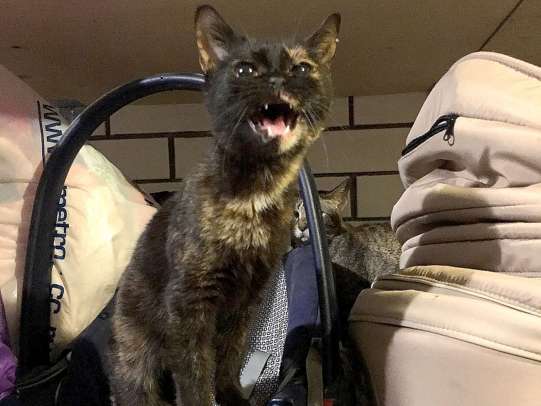 Три десятка породистых кошек в Тюмени спасли от голодной смерти