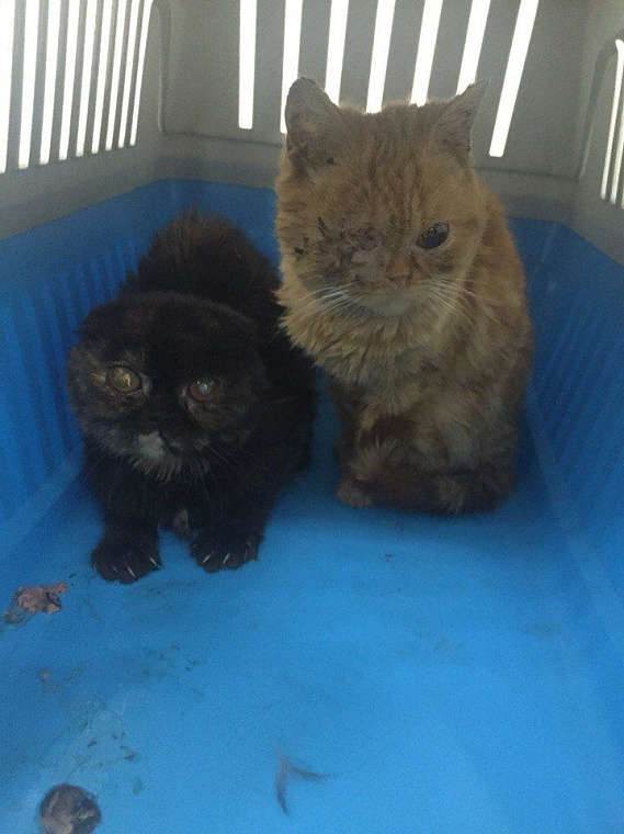 Три десятка породистых кошек в Тюмени спасли от голодной смерти