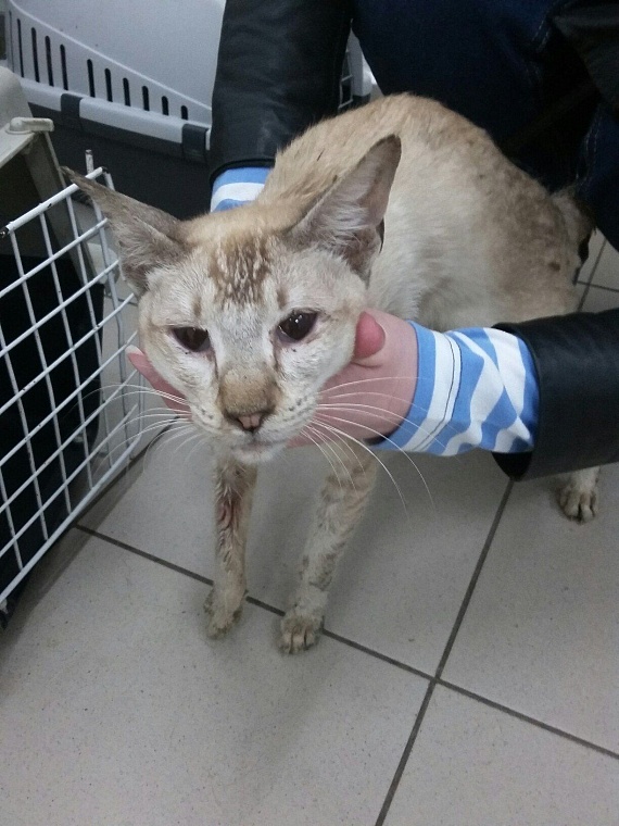 Три десятка породистых кошек в Тюмени спасли от голодной смерти