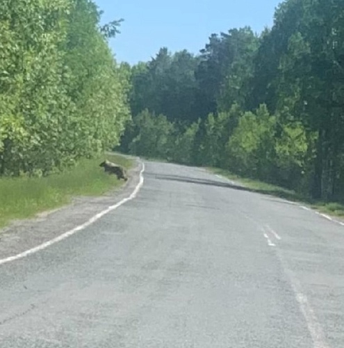 Тюменские грибники встретили медведя по дороге в Бухтал