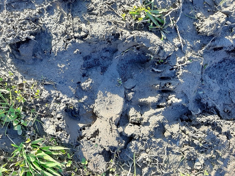 Тюменские грибники встретили медведя по дороге в Бухтал