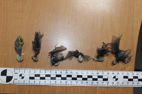 Визитера из Москвы взяли с героином на ул. Севастопольской в Тюмени