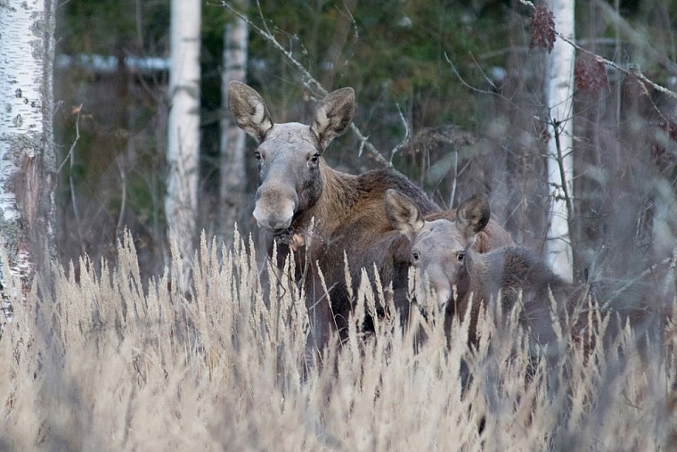 В Тюменской области браконьеры убили беременную лосиху