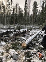 Рабочий умер после падения дерева на уватском месторождении