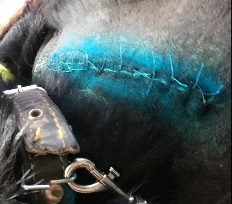 Шкура разрезана острым: в тюменском Казарово изувечили собаку