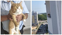 Экстренные службы провели в Антипино операцию по спасению кота