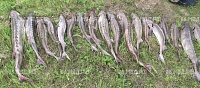Рыбоводы подали в суд на тобольского браконьера,  который выловил 16 осетров