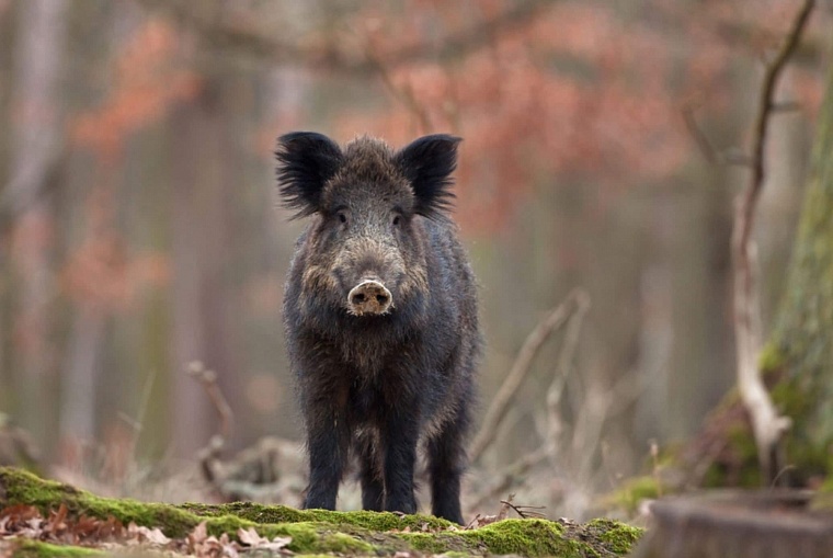 В Тюменской области поймали трех браконьеров, убивших кабана