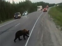 «Вроде как больной»: расстрелявшим медвежонка на трассе Тюмень – Ханты-Мансийск грозит до пяти лет тюрьмы
