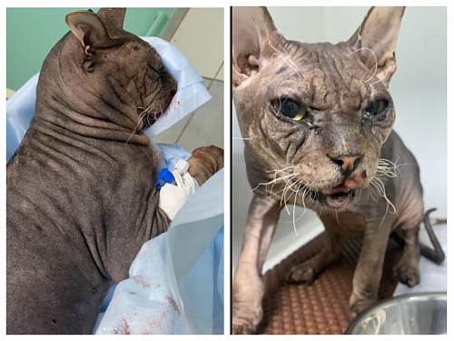 Полиция Тюмени не стала заводить дело из-за выброшенного с балкона кота