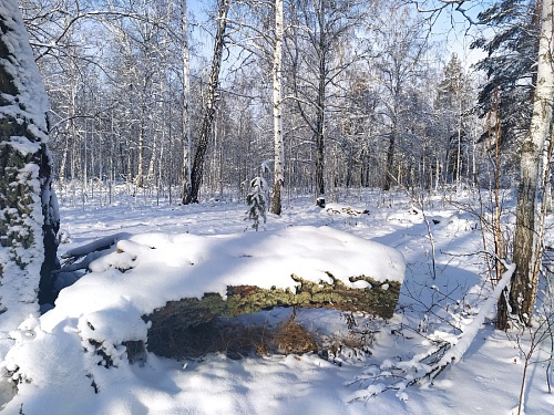 В Тюменской области отец случайно застрелил 8-летнего сына на охоте