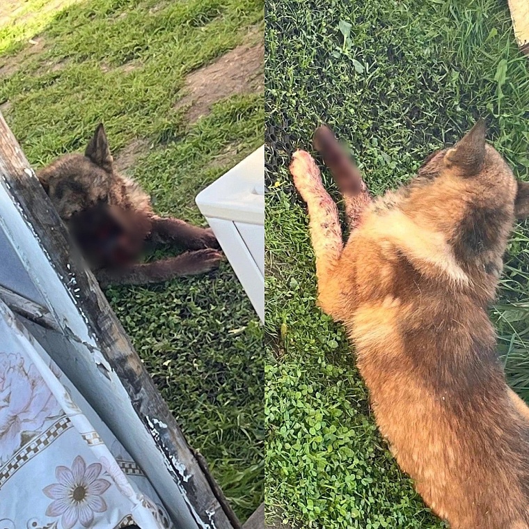 В Тобольске неизвестные отрубили собаке половину морды