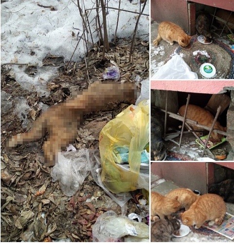 Тюменскую УК обвиняют в истреблении кошек