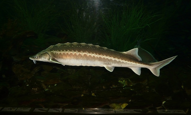 За вылов осетра в Тобольском районе осудили двоих браконьеров