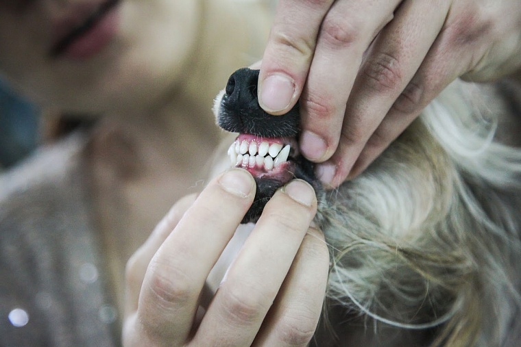 Стая собак напала на ребенка в Тюменской области