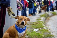 В Тюмени на выходных пройдут соревнования служебных собак