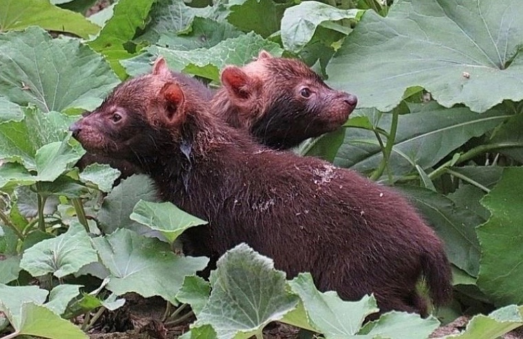 В зоопарке Новосибирска у редких кустарниковых собак появились щенки