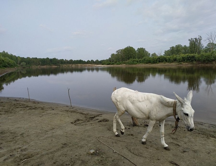 Идея на выходные: экопоселение «Росичи»