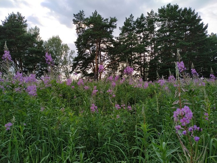 Идея на выходные: экопоселение «Росичи»