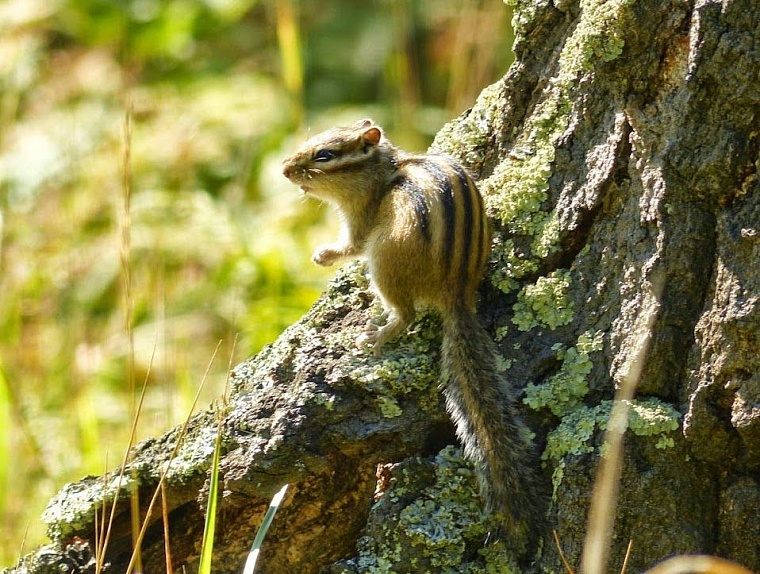 Шашовские горы, на которых никто не бывал
