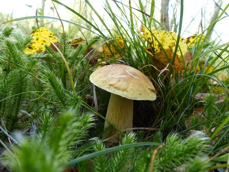 Шашовские горы, на которых никто не бывал