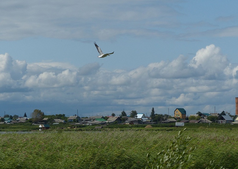 Идея на выходные: озеро Соленое в Окунево