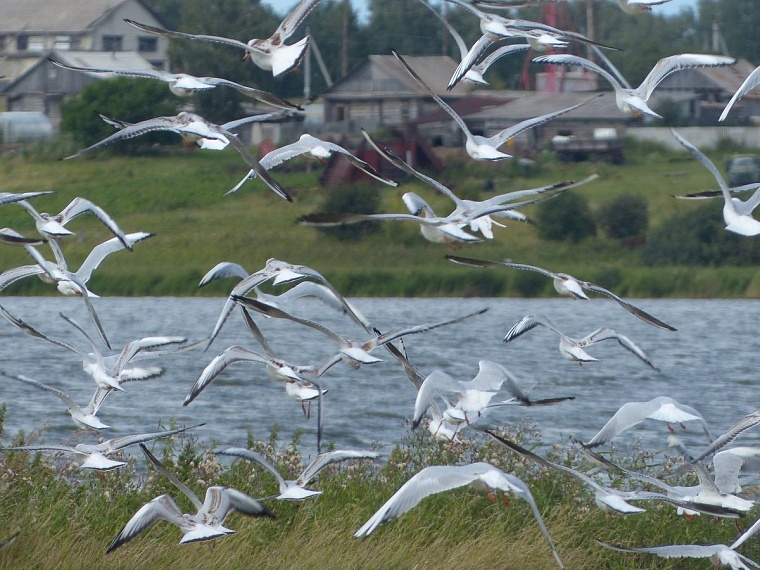 Идея на выходные: озеро Соленое в Окунево