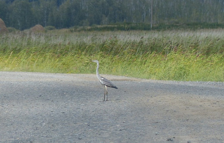 Идея на выходные: озеро Соленое в Окунево