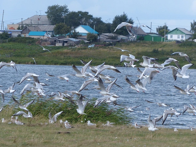 Идея на выходные: озеро Соленое в Окунево