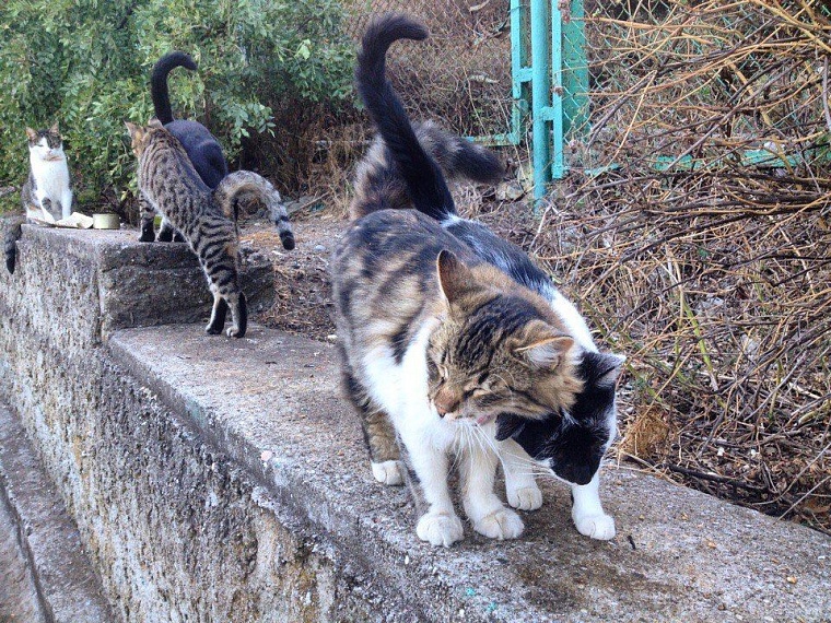 Крымское притяжение