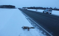 На трассе Тюмень - Омск водитель погиб из-за лисы