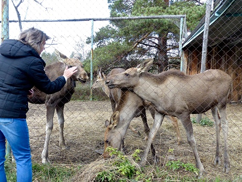 На турбазе «Южное» лосят воспитывает олениха
