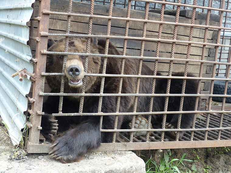 На турбазе «Южное» лосят воспитывает олениха