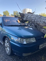 На ржавую "десятку" в Тюмени упало гнилое дерево: пострадавших нет