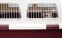 Российская авиакомпания разрешила возить кошек и собак в салоне