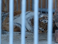 У леопарда в тюменском зоопарке пол с подогревом