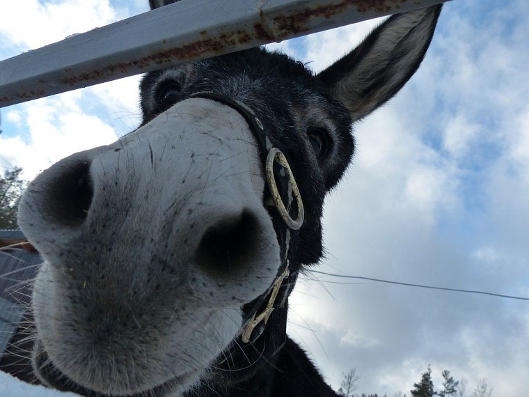 У леопарда в тюменском зоопарке пол с подогревом
