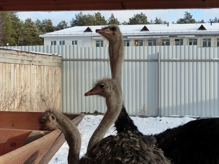 У леопарда в тюменском зоопарке пол с подогревом