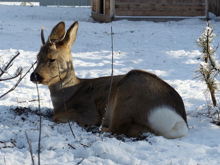У леопарда в тюменском зоопарке пол с подогревом