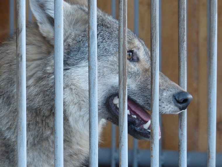 У леопарда в тюменском зоопарке пол с подогревом